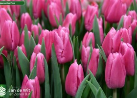 Tulipa Jumbo Pink ® (3)